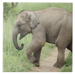 Azulejo De Cerâmica Bebê Elefante seguindo a mãe, Corbett