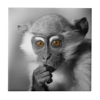 Azulejo De Cerâmica Bebê Mangabey Mackey