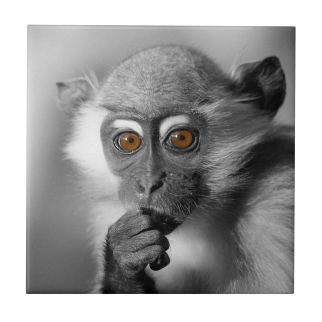 Azulejo De Cerâmica Bebê Mangabey Mackey (Frente)