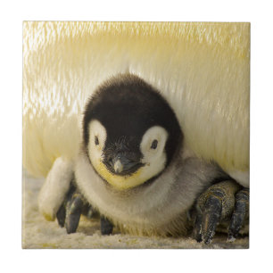 Azulejo De Cerâmica Bebê pinguim