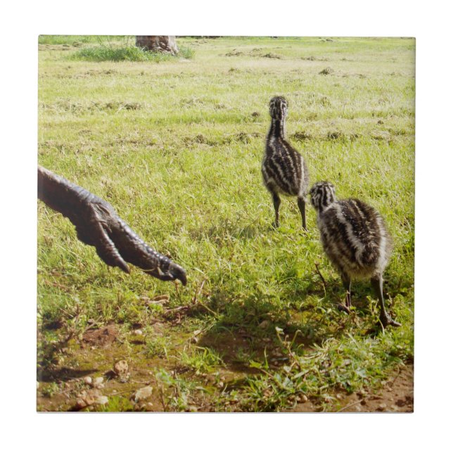 Azulejo De Cerâmica Bebê Pintinhos Emu E Pé Grande, (Frente)