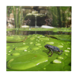 Azulejo De Cerâmica Bebê Toad em Pond