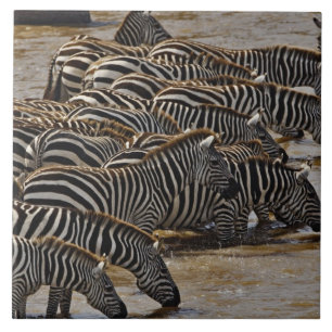 Azulejo De Cerâmica Bebendo Zebras do Herd of Burchell de Mara