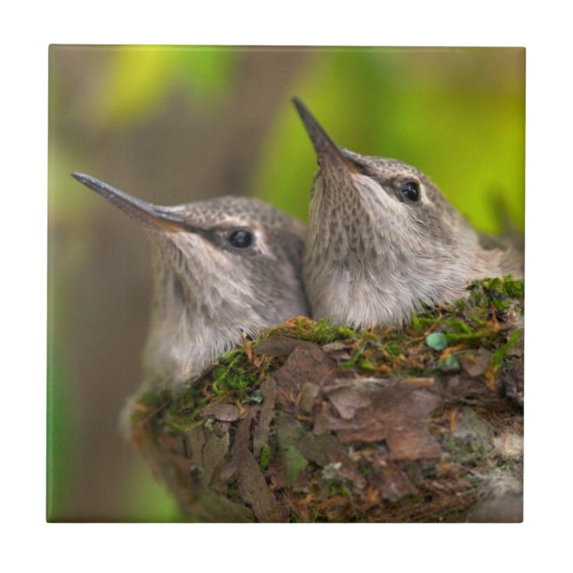Azulejo De Cerâmica Bebês-beija-flores (Frente)