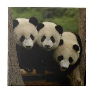 Azulejo De Cerâmica bebês de panda gigante Ailuropoda melanoleuca)