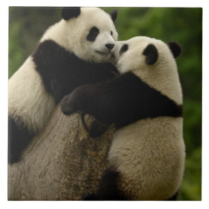 Azulejo De Cerâmica bebês de panda gigante (Ailuropoda melanoleuca)