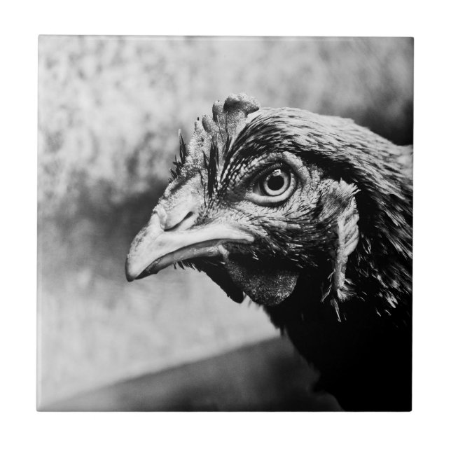 Azulejo De Cerâmica bebidas espirituosas e galinhas (Frente)