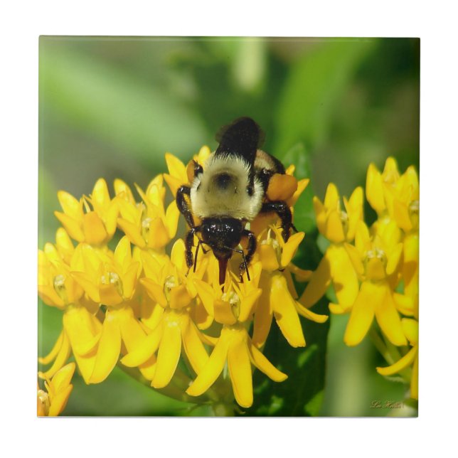 Azulejo De Cerâmica Bee Feasting on Butterfly Weed Wildflowers (Frente)