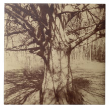 Beech Tree (por Eugène Atget)