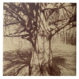 Azulejo De Cerâmica Beech Tree (por Eugène Atget)