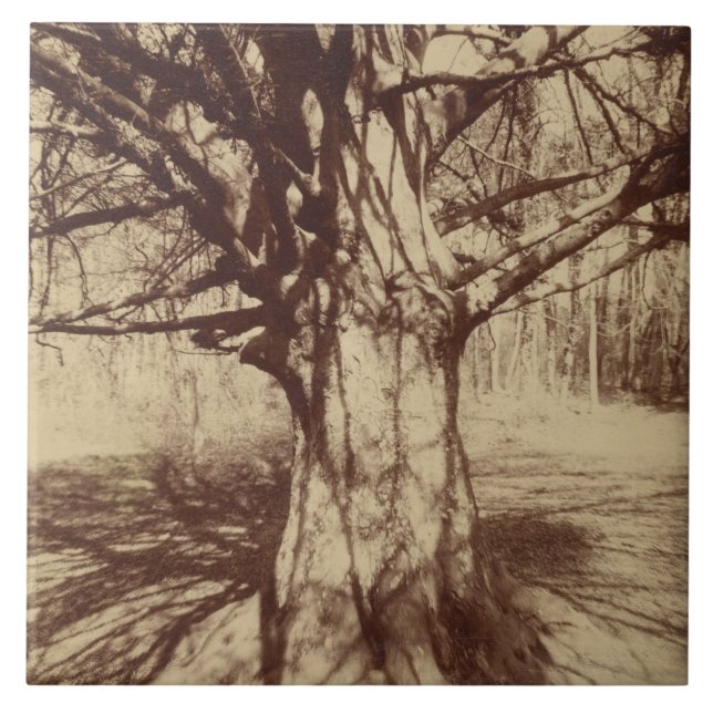 Azulejo De Cerâmica Beech Tree (por Eugène Atget) (Frente)