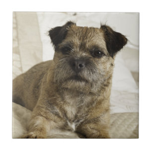 Azulejo De Cerâmica Beira Terrier