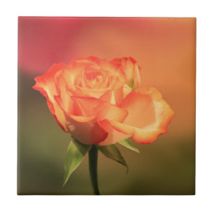 Azulejo De Cerâmica Bela Fotografia Romântica de Rosa