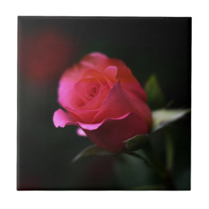 Azulejo De Cerâmica Bela Rosa Vermelha