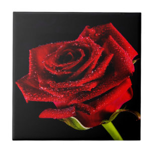 Azulejo De Cerâmica Bela rosa vermelha