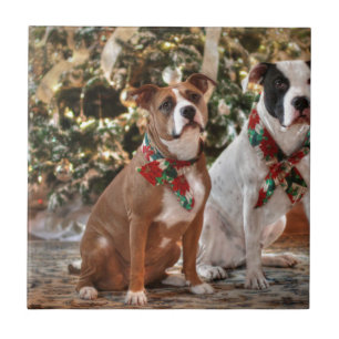Azulejo De Cerâmica Bela salvação de Natal Pitbull e Boi Cão da Améric