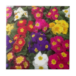 Azulejo De Cerâmica Belas flores de Polyanthus brilhantes