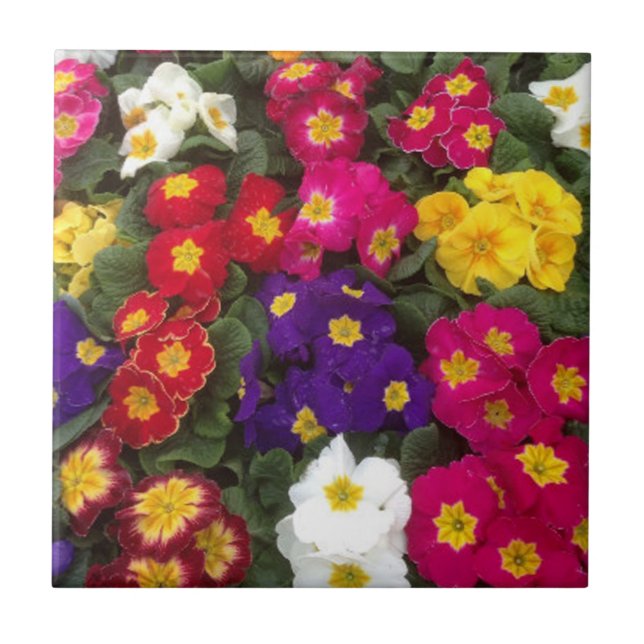 Azulejo De Cerâmica Belas flores de Polyanthus brilhantes (Frente)