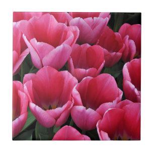 Azulejo De Cerâmica Beleza das tulipas rosa