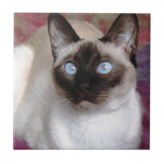 AZULEJO DE CERÂMICA  BELEZA SIAMESE (Frente)
