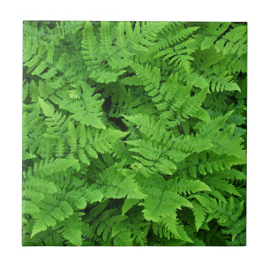 Azulejo De Cerâmica Beleza verde