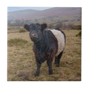 Azulejo De Cerâmica Belga Galloway Sentindo Orgulho em Dartmoor