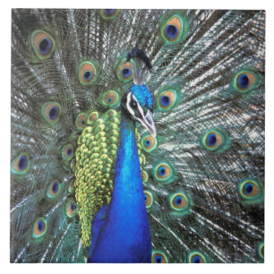Azulejo De Cerâmica Belíssimo pavão espalhando penas coloridas