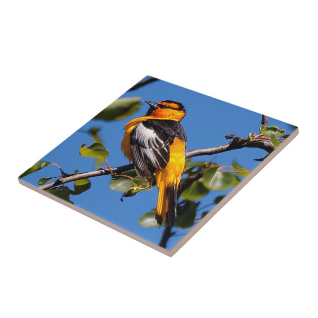 Azulejo De Cerâmica Belo Bullock Oriole a árvore genealógica (Lateral)