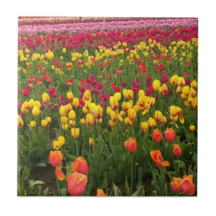 Azulejo De Cerâmica Belo Campo de Tulip, Oregon