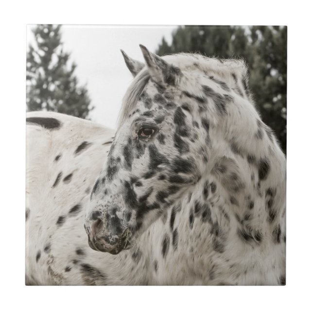 Azulejo De Cerâmica Belo Cavalo Appaloosa (Frente)