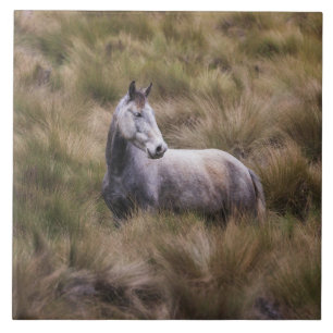 Azulejo De Cerâmica Belo Cavalo Colorido de Cinzas
