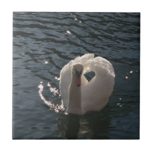 Azulejo De Cerâmica Belo cisne branco