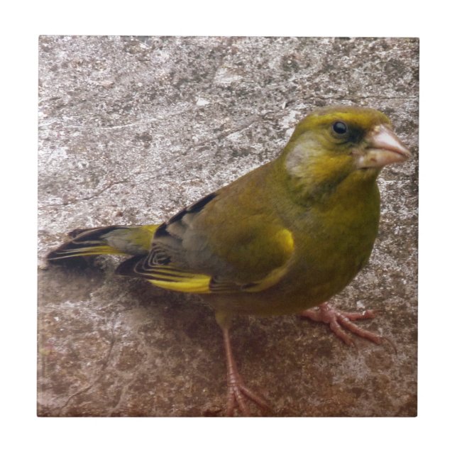Azulejo De Cerâmica Belo Finch (Frente)