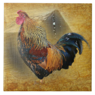 Azulejo De Cerâmica Belo galo e costeleta de frango de casca russa