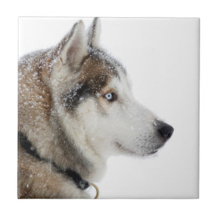 Azulejo De Cerâmica Belo Husky Siberiano na neve