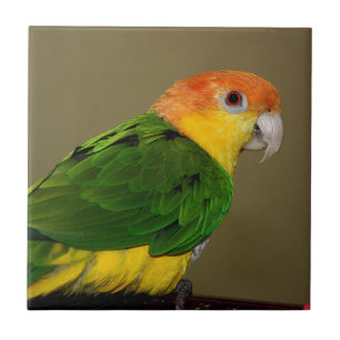 Azulejo De Cerâmica Belo Papagaio Branco Caique Posicionando