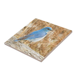 Azulejo De Cerâmica Belo pássaro-azul-de-montanha na praia