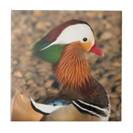 Azulejo De Cerâmica Belo Pato Mandarim nas Rochas