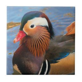 Azulejo De Cerâmica Belo Pato Mandarim no Pond