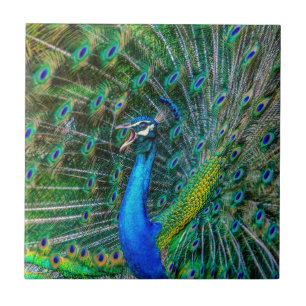 Azulejo De Cerâmica Belo Pavão, com suas Caudas Abertas