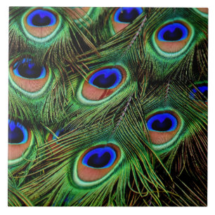 Azulejo De Cerâmica Belo Penas de Peacock