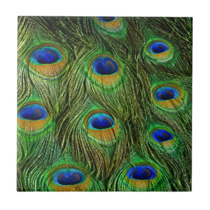 Azulejo De Cerâmica Belo Penas de Peacock