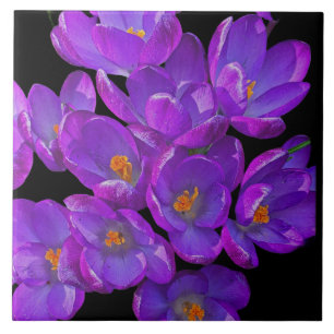 Azulejo De Cerâmica Belo Primavera roxo Crocuss Floral