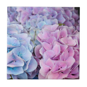 Azulejo De Cerâmica Belo Púrpura, Azul, Flores De Hydrangea Rosa