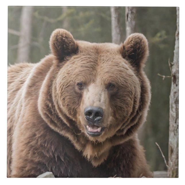 Azulejo De Cerâmica Belo Retrato de Urso Grizzle Urso Castanho 4a (Frente)