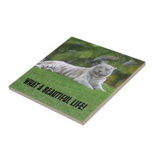 Azulejo De Cerâmica Belo Tigre Branco