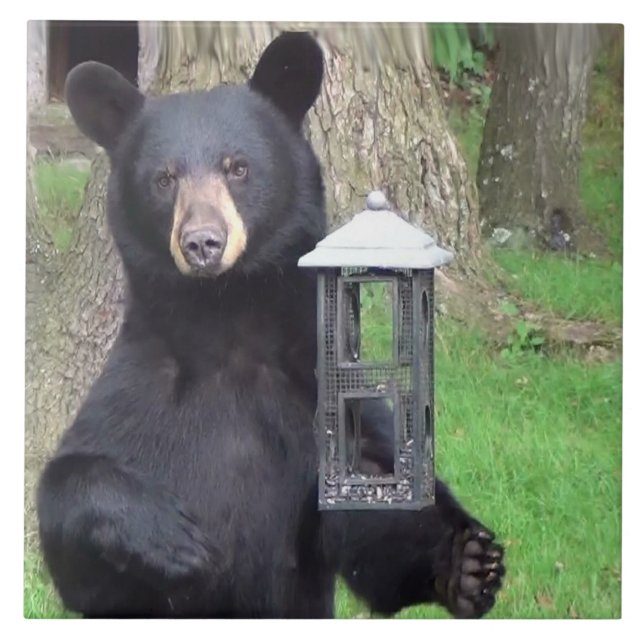 Azulejo De Cerâmica Belo Urso Negro (Frente)