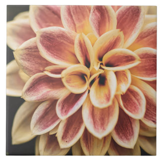 Azulejo De Cerâmica Belo Verão Dahlia Flower (Bonito Arte Floral)