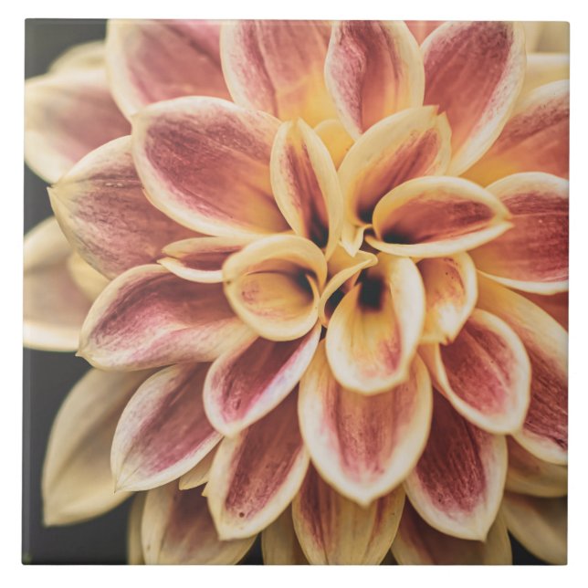 Azulejo De Cerâmica Belo Verão Dahlia Flower (Bonito Arte Floral) (Frente)