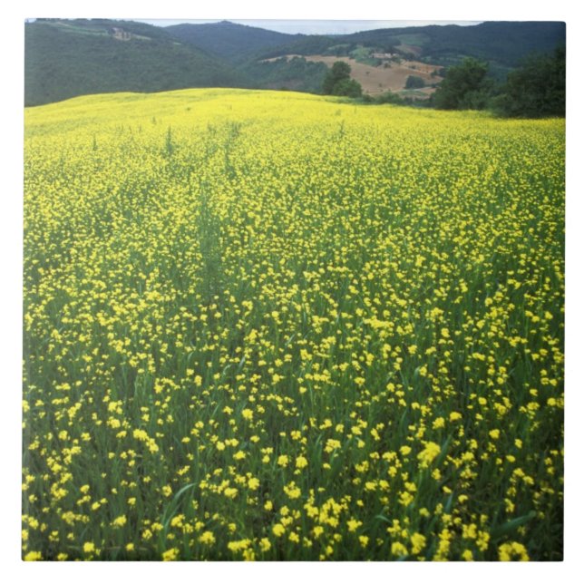 Azulejo De Cerâmica Belos campos cobertos de flores amarelas de San (Frente)